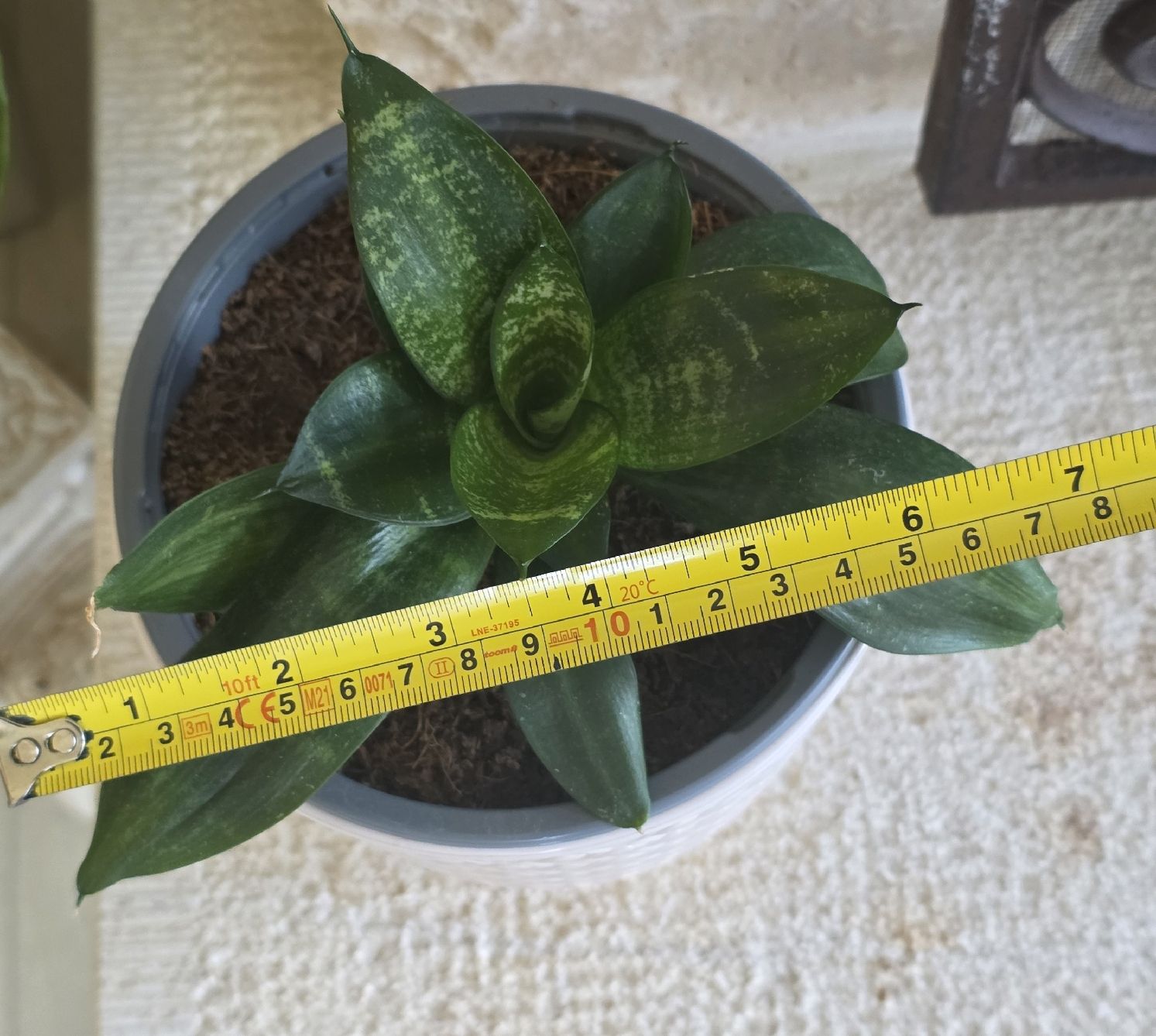 Piante & sementi: Sansevieria Pflanze im Topf – Usato da Rheinsulz venduto da Gilea 4