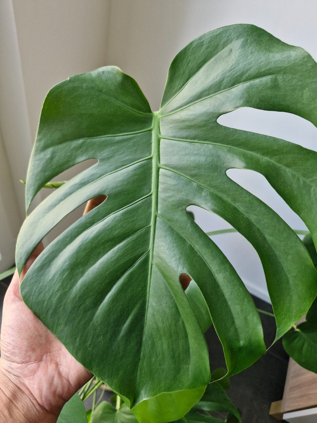 Piante & sementi: Monstera – Usato da Zürich venduto da mik_2vmz 1
