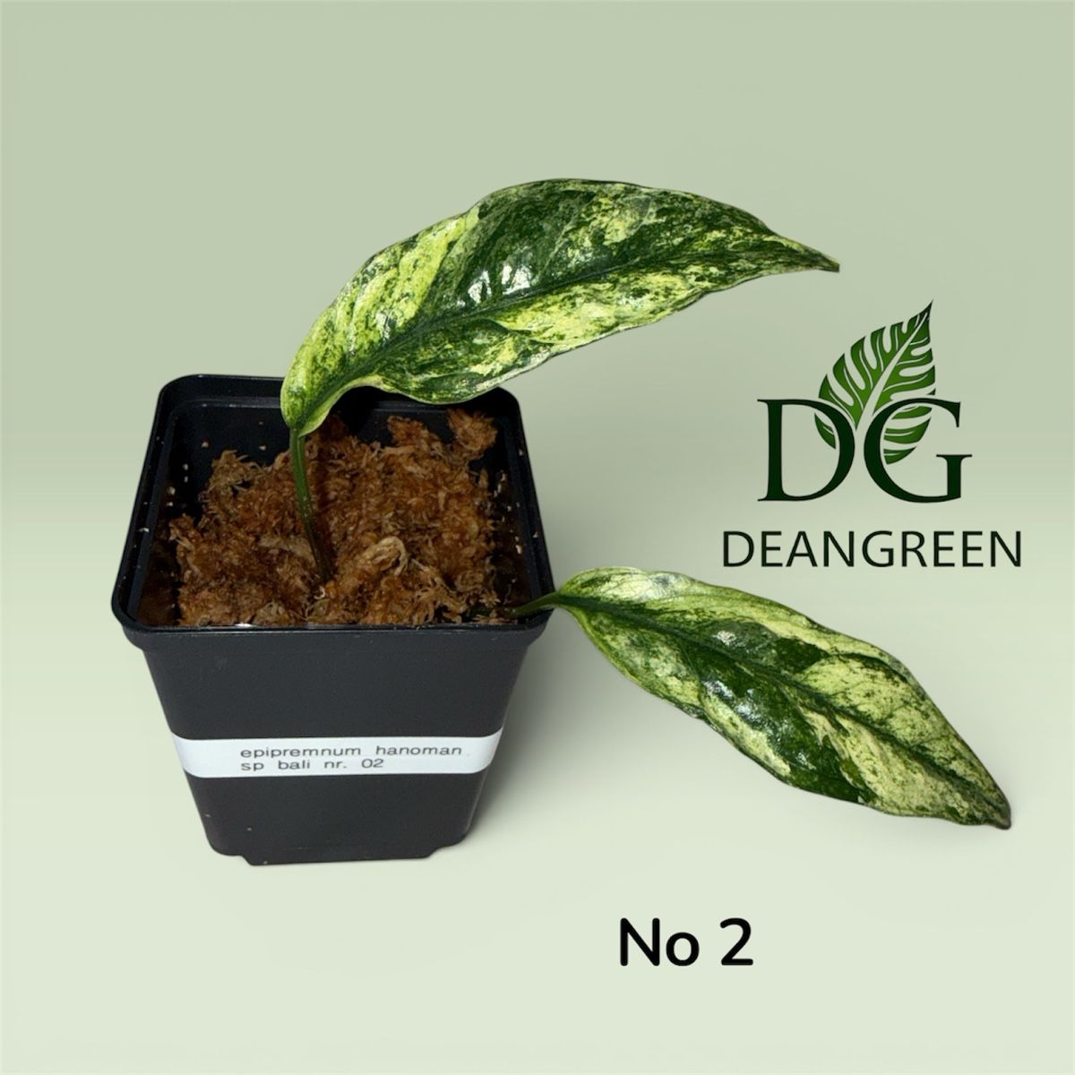 Piante & sementi: Epipremnum hanoman sp bali nr. 02 – Usato da Zürich venduto da DeanGreenZH