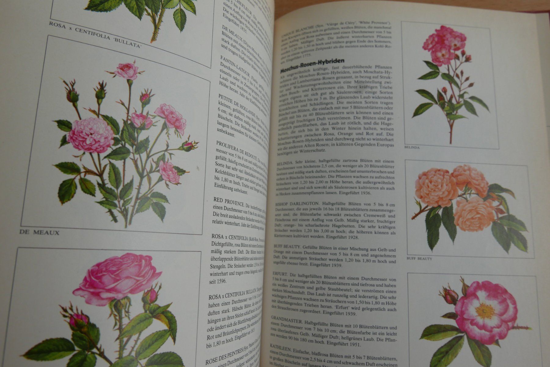 Livres: Rosen Buch – D'occasion à Rotkreuz par nigal 5
