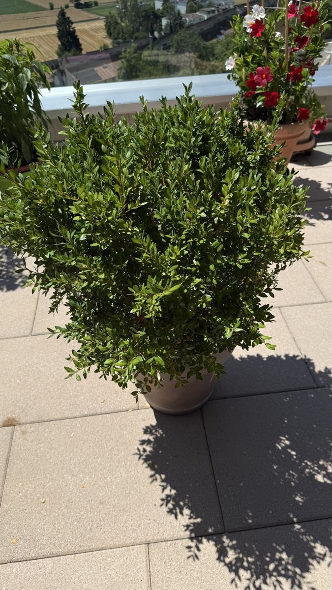 Plantes & graines: Buxus – D'occasion à Stettlen par Ragnaud 1
