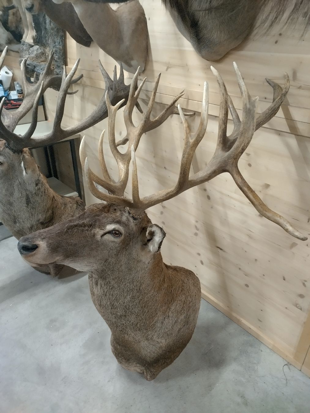 Il mondo degli animali: Rothirsch-Trophäe Hirschgeweih Jagdtrophäe Deko Hirschkopf – Nuovo (secondo la descrizione) da Wettingen venduto da Bwalti 4