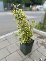 Japanischer Spindelstrauch 