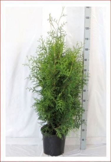 Piante & sementi: Thuja "Brabant" 100-125cm – Nuovo (secondo la descrizione) da Sursee venduto da pflugshaupt01