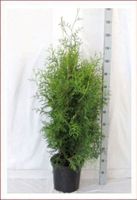 Thuja "Brabant" 100-125cm