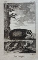 Orig. Kupferstich um 1780 - Dachs