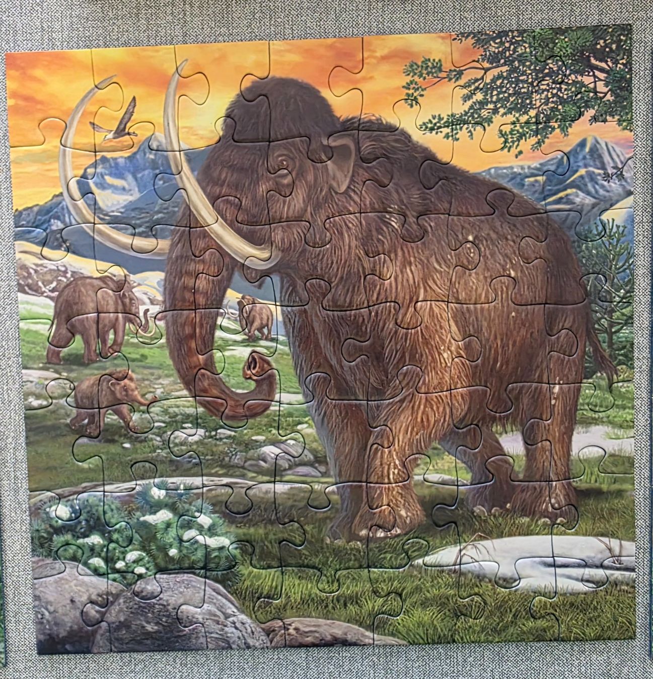 Ravensburger Puzzle: Set Puzzle 5+, 3x 49 Tl / pcs – Usato da Coldrerio venduto da dgv 3