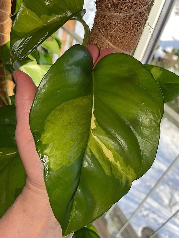 Piante & sementi: Epipremnum aureum 'Global Green' – Nuovo (secondo la descrizione) da Bühler venduto da googelibear 2