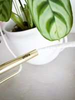 Umbra Bolo Blumenampeln 2er-Set weiss/messing + Pflanze