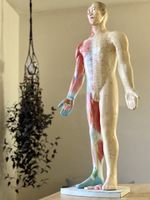 Grosses TCM Akupunkturmodell (91 cm) – Anatomische Lehrfigur