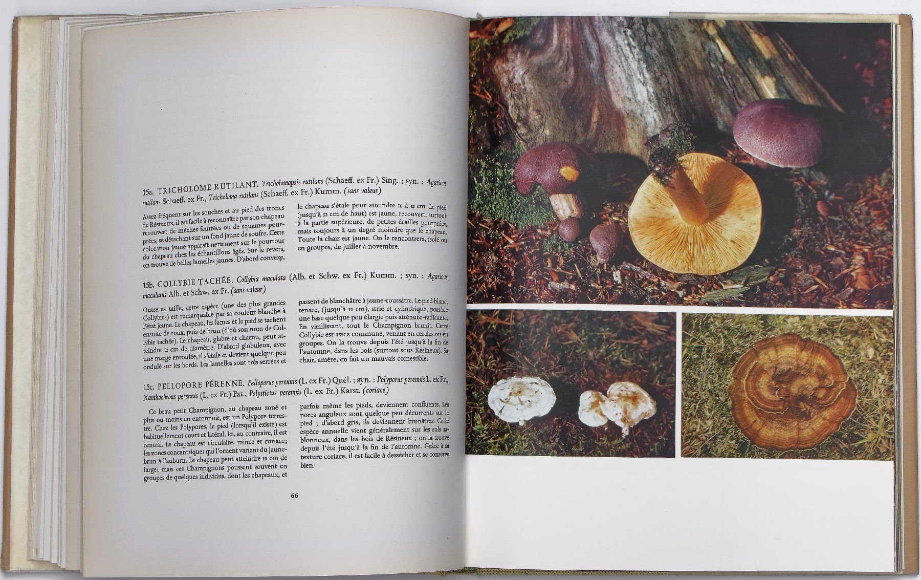 Libri: CHAMPIGNONS "Formes et Couleurs" H. Kleijn – Usato da Onex venduto da gonsla 7