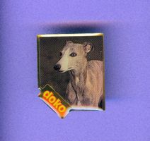 Hunderasse    WHIPPET