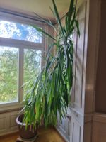 Zimmerpflanze Yucca Palme im Topf ca. 350 cm hoch