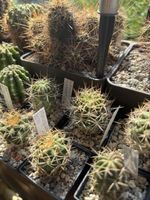 Echinopsis backebergia LO KK 1168