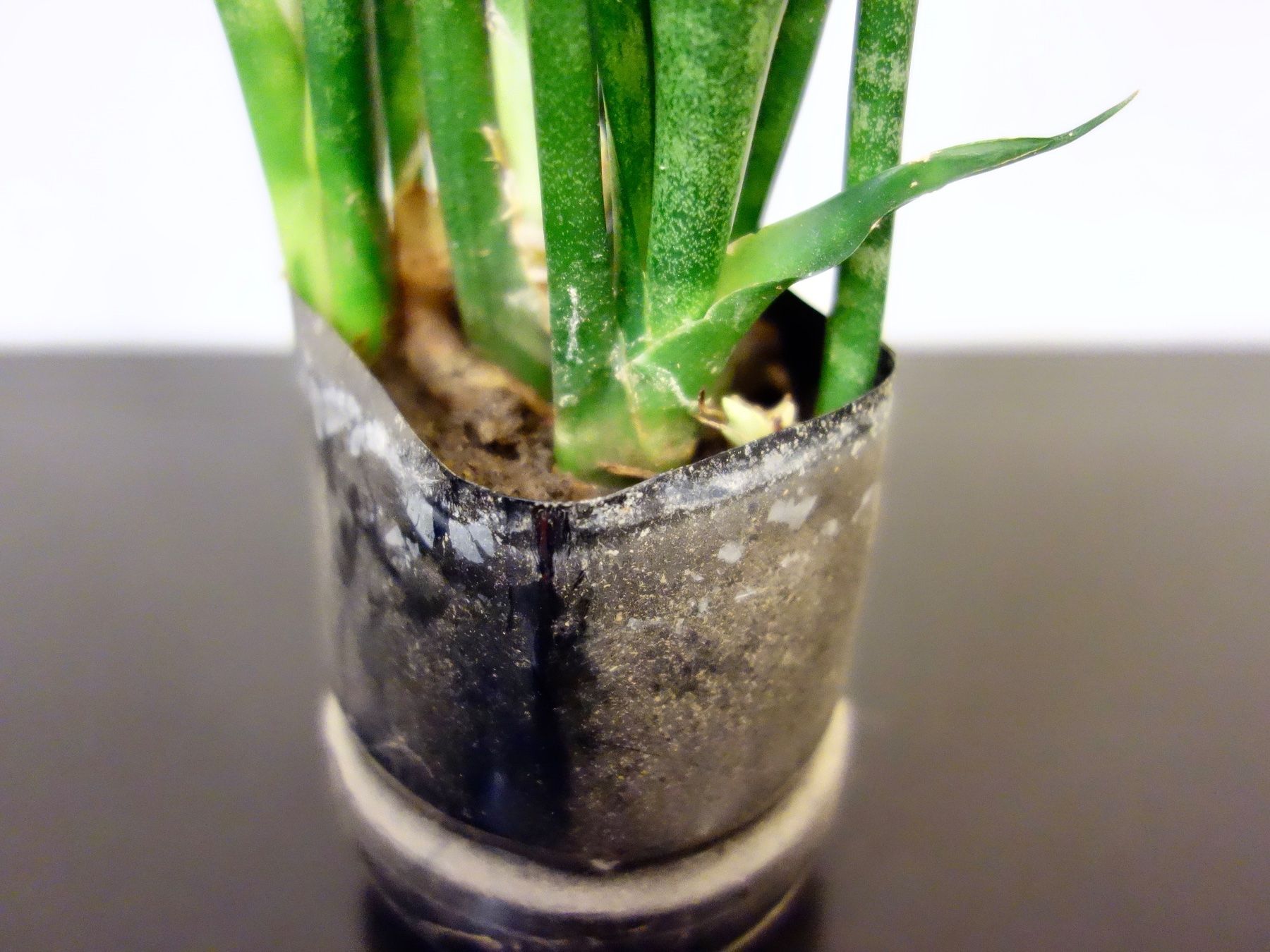 Piante & sementi: Bogenhanf Sansevieria Trifasciata – Nuovo (secondo la descrizione) da Kerzers venduto da zimmergruener 4