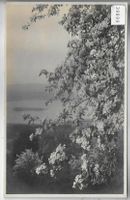 Frühling am Zürichsee