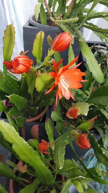 Epiphyllum Blattkaktus rotorange 3 unbewurzelte Blätter Kaufen auf