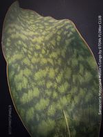 Sansevieria Masoniana Mason's Congo 85cm - 100% Bio-Pflanze