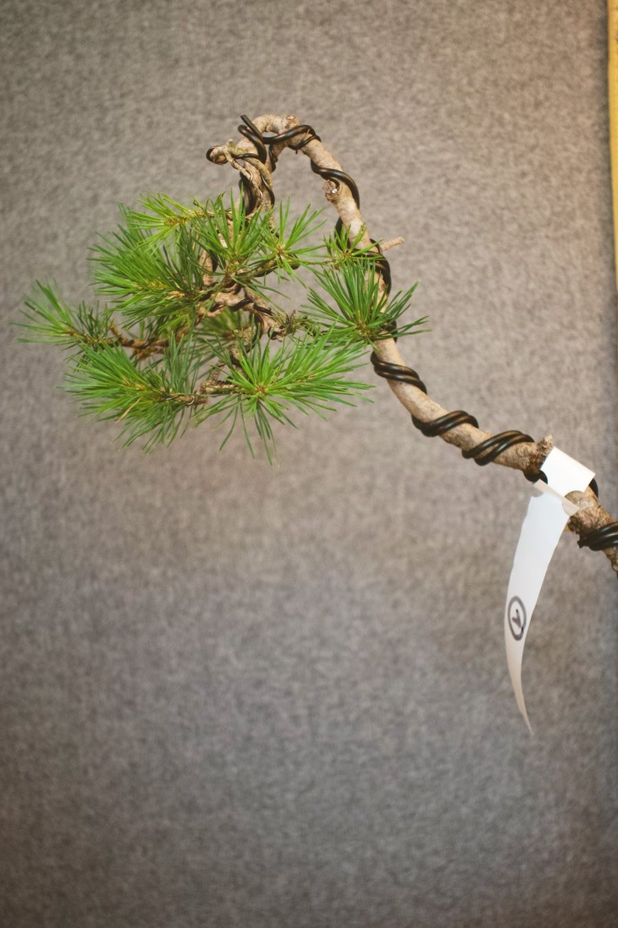 pinus sylvestris Literat Bonsai (D'occasion)  Suhr pour CHF 150  retrait  uniquement | Acheter sur Ricardo