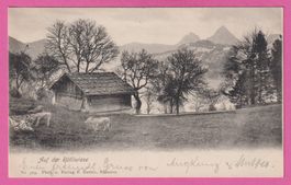 Auf der Rütliwiese gel 1904 mit Kühen