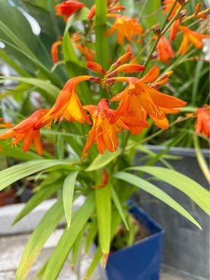 Plantes & graines: Blumenschale mit 5 Pflanzen – D'occasion à Frauenfeld par Irene.Schuppli 2