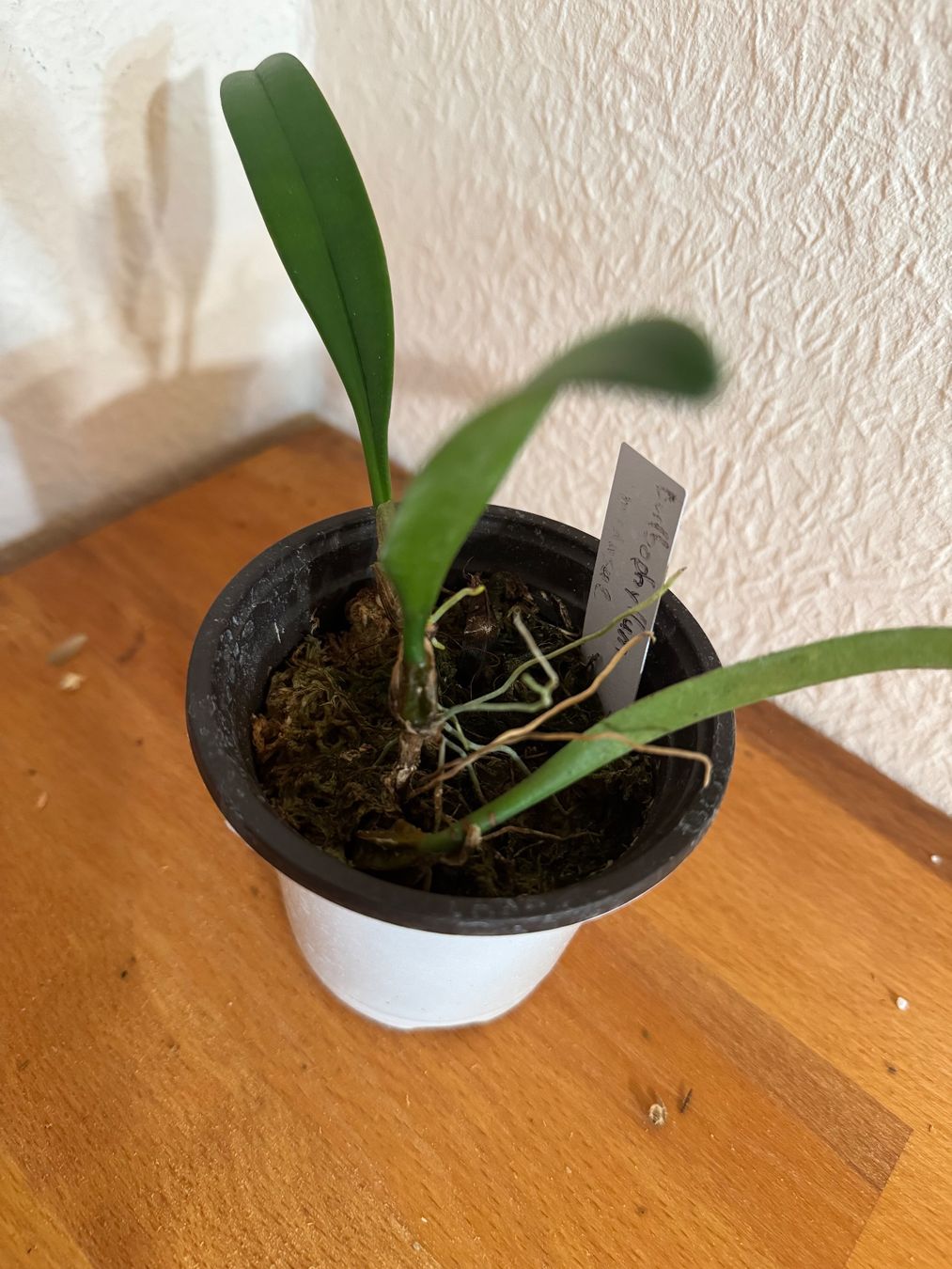 Piante & sementi: Bulbophyllum medusae – Usato da Männedorf venduto da mrclst 2