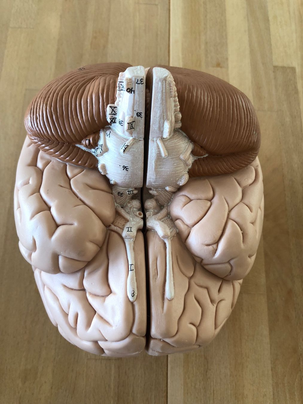Modellbausätze & Standmodelle: Anatomisches Modell Gehirn – Gebraucht aus Zug von jim_floyd 2
