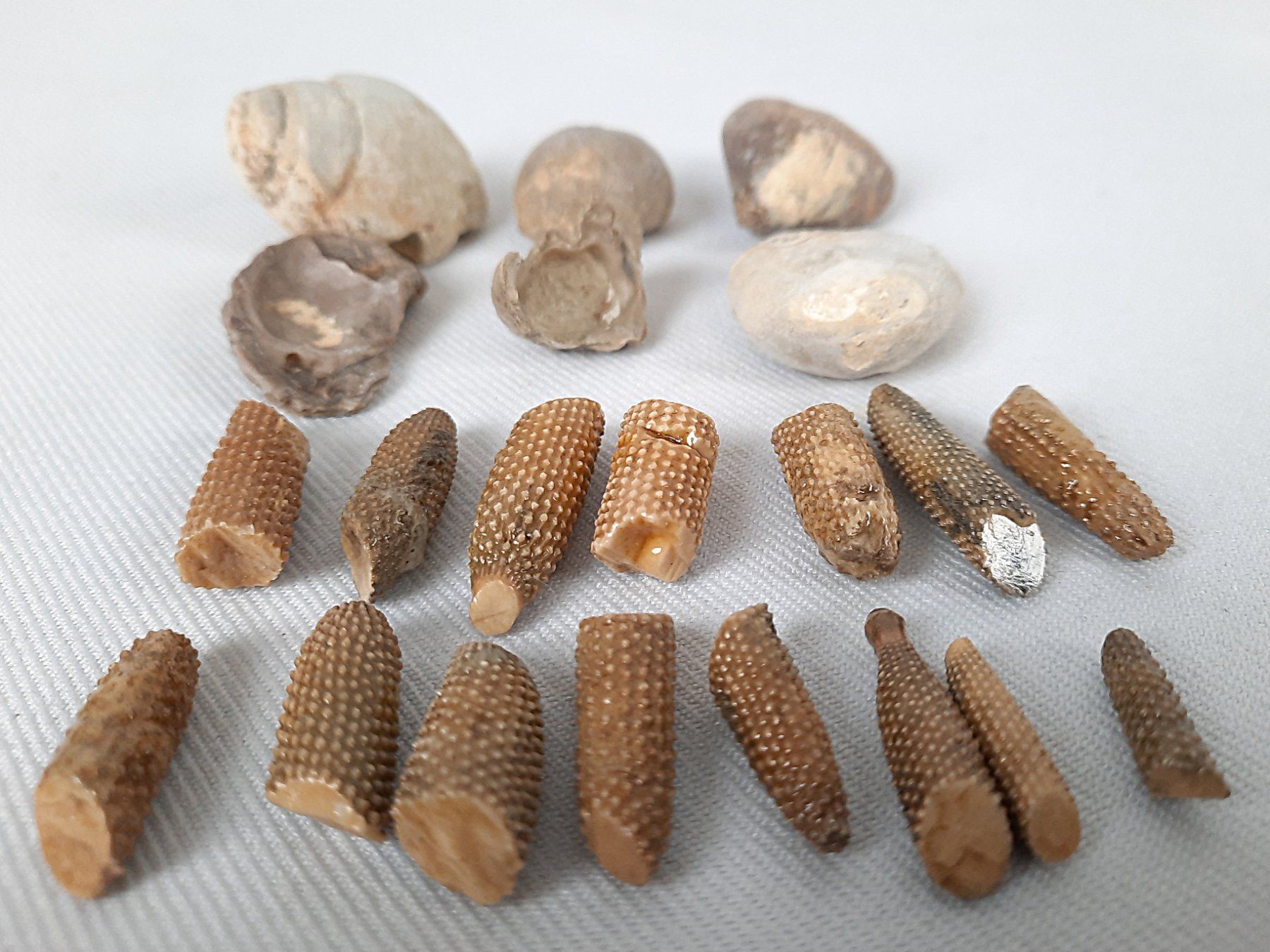 Fossilien: Fossilien – Gebraucht aus Beinwil am See von Restwert_Beinwil