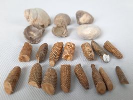 Fossilien
