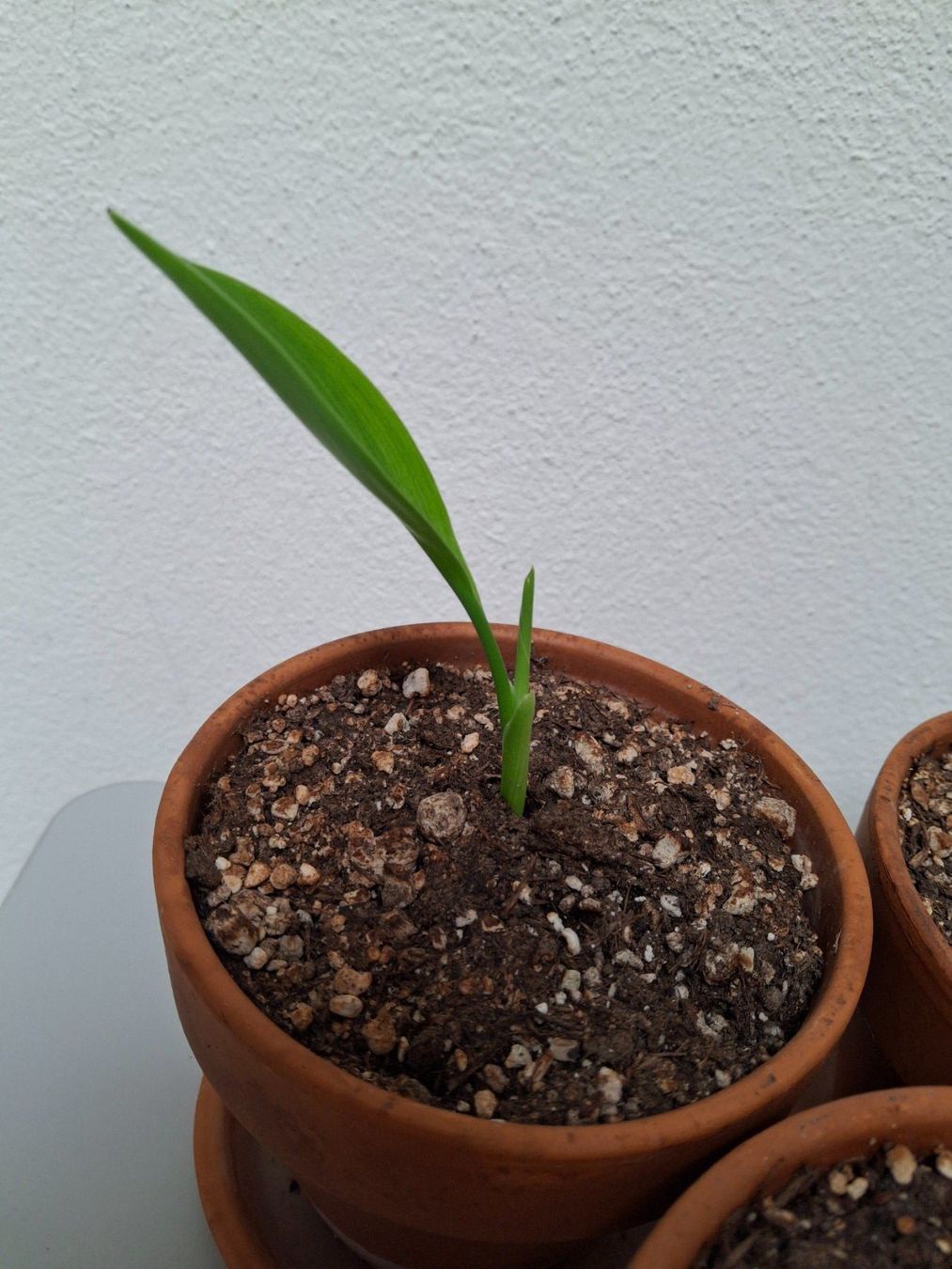 Piante & sementi: Junge Strelitzia reginae (Paradiesvogelblumen) – Nuovo (secondo la descrizione) da Ipsach venduto da Wildlifecolors 2