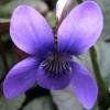 Violette du Labrador  2x
