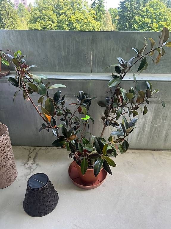 Plantes & graines: Gummibaum – D'occasion à zürich par camelus 1