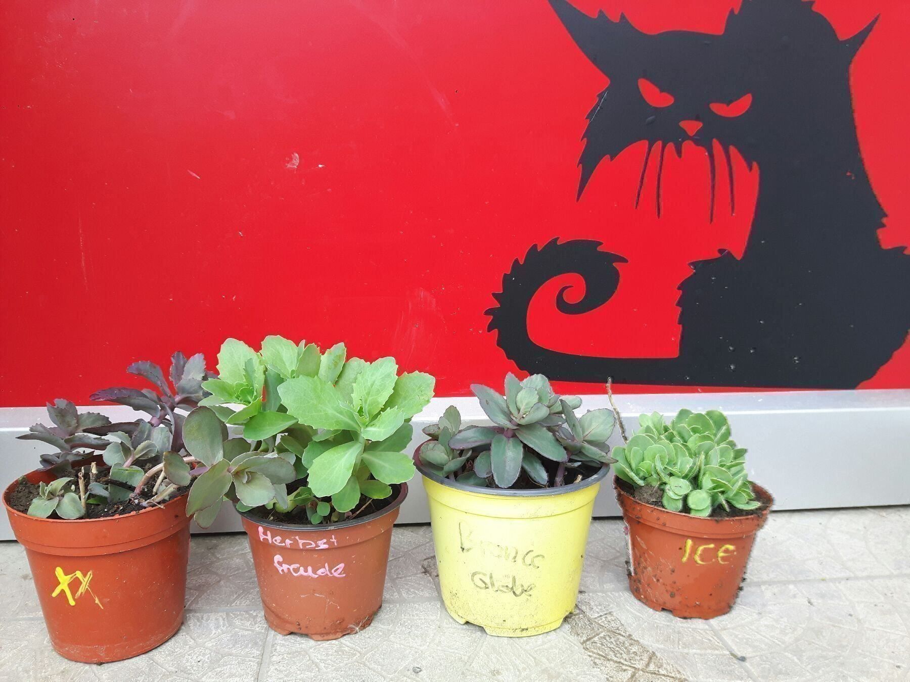Piante & sementi: Fette Henne Brillant SEDUM – Nuovo (secondo la descrizione) da Ibach venduto da chaemilochhobbygarte 2