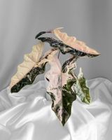 Alocasia Pseudo Sanderiana Pink Variegata