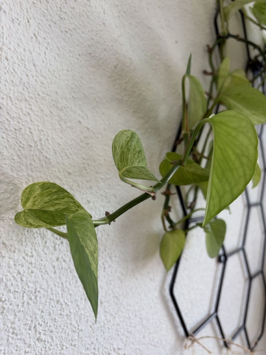 Piante & sementi: Epipremnum Marble Queen Wasserzucht – Usato da Baar venduto da annasorbian 2
