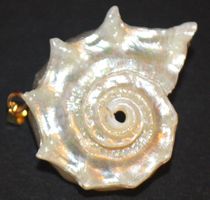 Anhänger L-8388 – Muschel Perlmutterfarbig