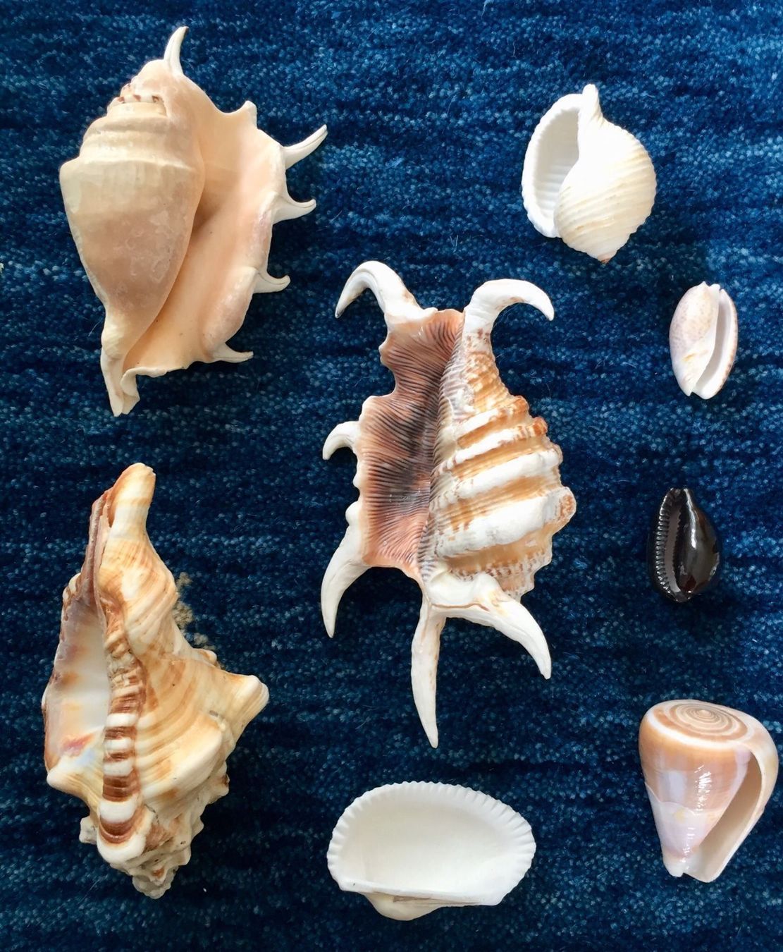 Alle Dekorationen: 8 Muscheln alles wie abgebildet – Gebraucht aus Gerlikon von jabadabadu 2