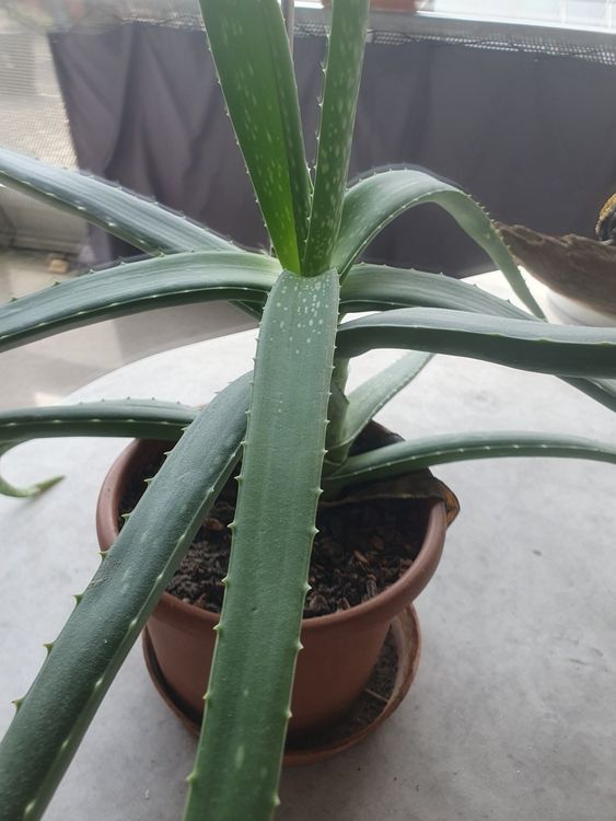Aloe Vera Pflanze Kaufen auf Ricardo
