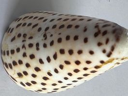 Kegelschnecke 7.5 cm selten, Muschel für Sammlung, Deko
