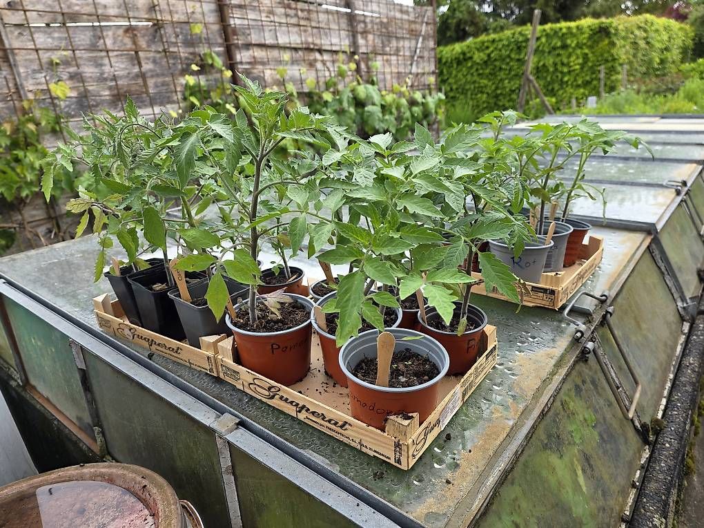 Piante & sementi: Cherry Tomaten Aktion günstig – Usato da Niederuzwil venduto da Naturfleisch 1