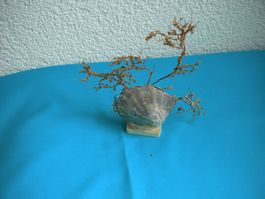 Seltene Koralle mit Muschel Versand ist möglich