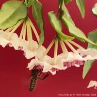 Hoya Bella - STECKLING - duftend zarte Blüten-Schönheit