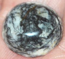 Cabochon L-770 – Orthoceras Fossil