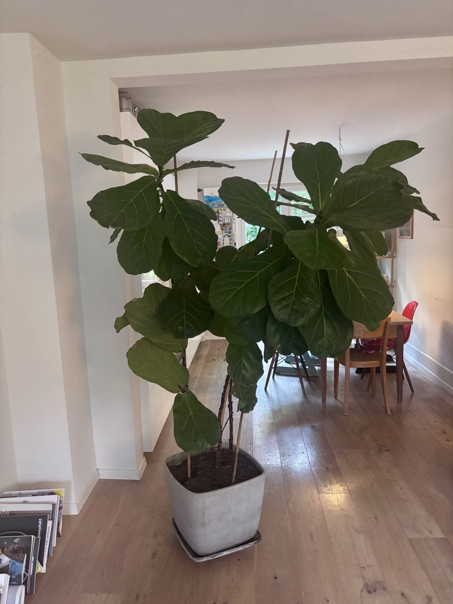 Plantes & graines: grosse Geigenfeige – D'occasion à Zürich par Jokkmokk09 1