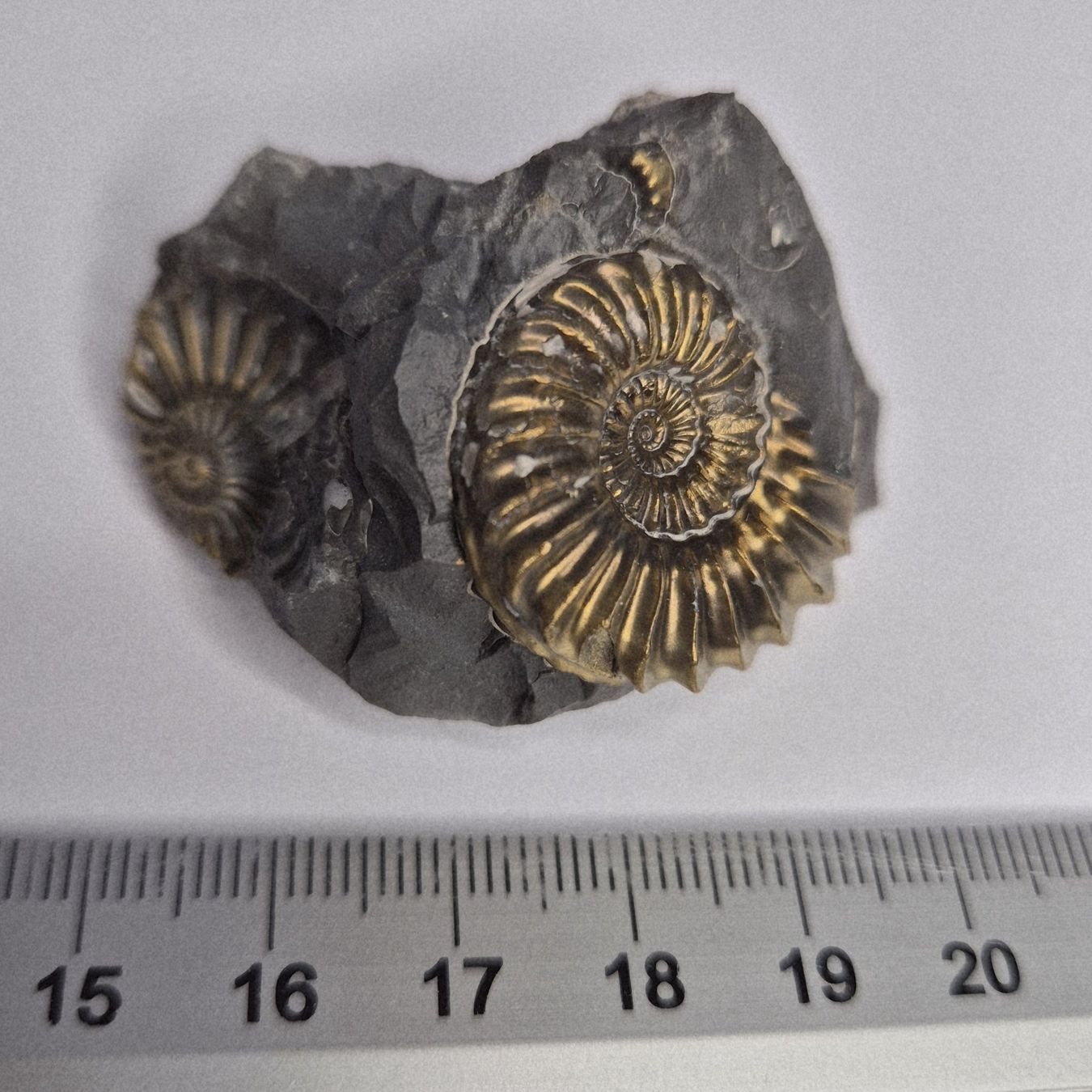 Fossili: Ammonit Pleuroceras Goldig schimmernd – Usato da Dällikon venduto da Ridola0