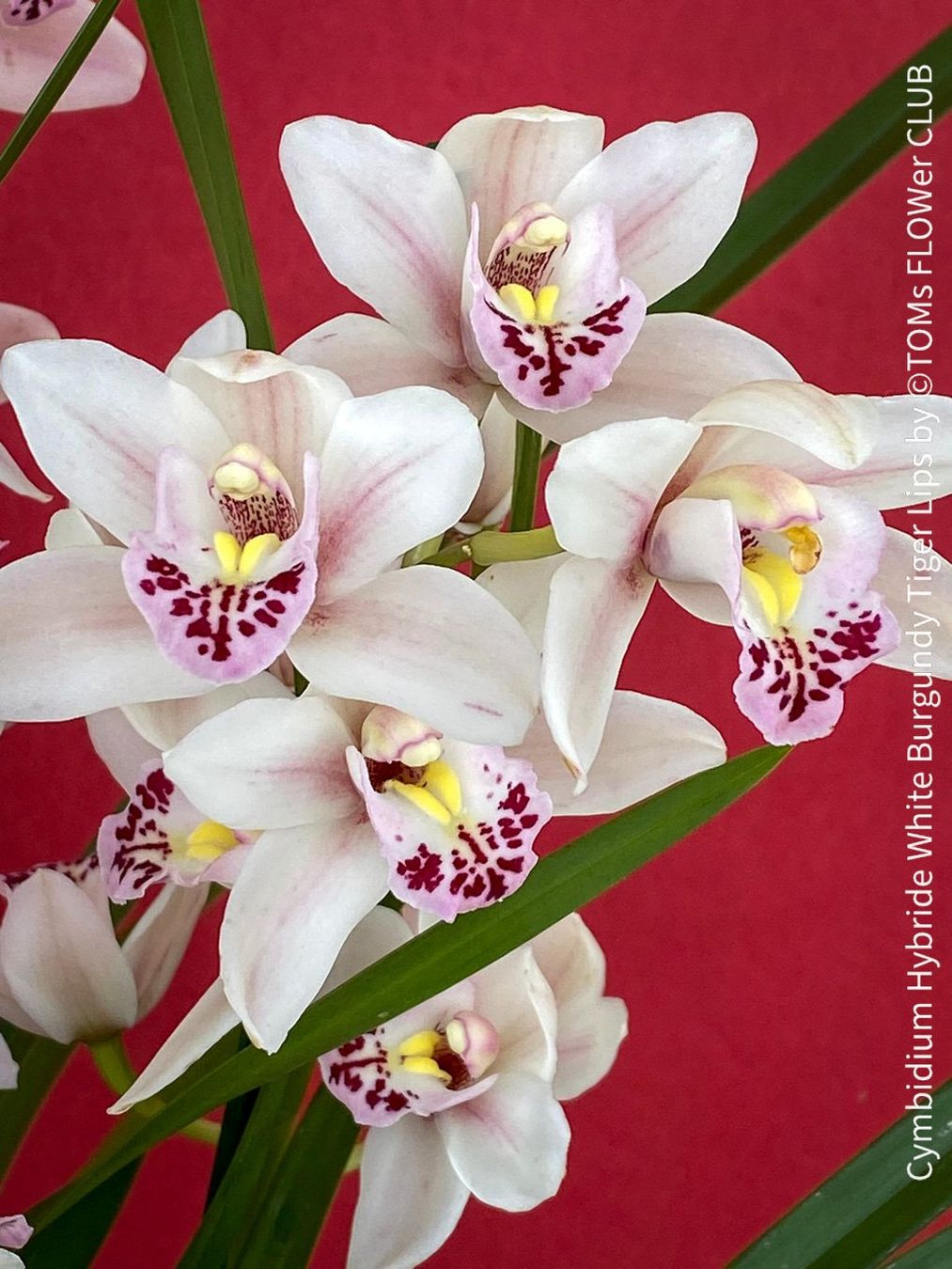 Piante & sementi: Cymbidium Hybride White Burgundy Tiger Lips – Nuovo e nell'imballaggio originale da Adliswil venduto da asTOMas963 8