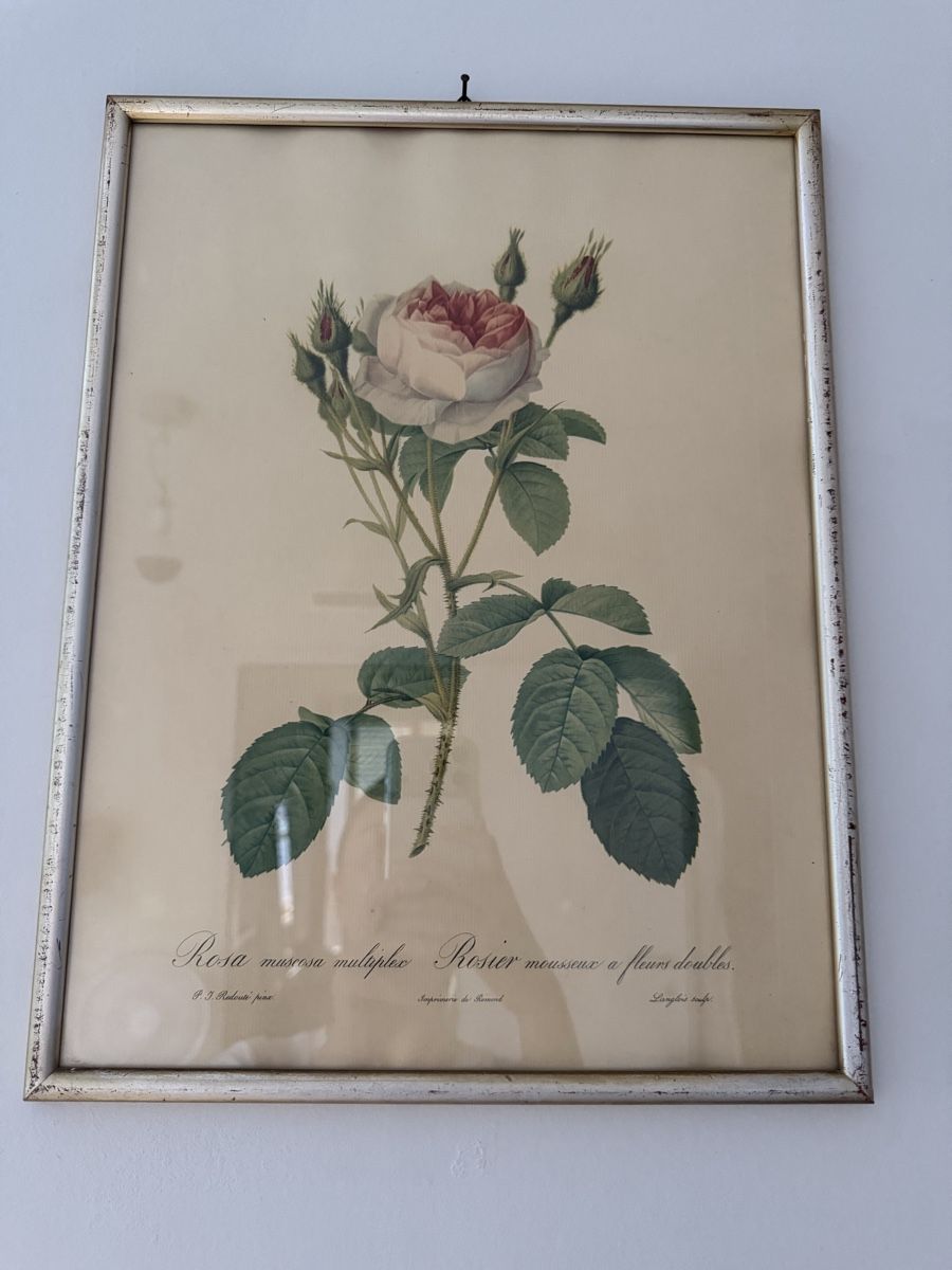 Incisioni: Gravure botanique ancienne – Usato da Genève venduto da luc_5829