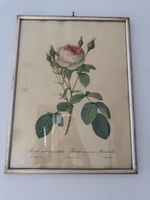 Gravure botanique ancienne