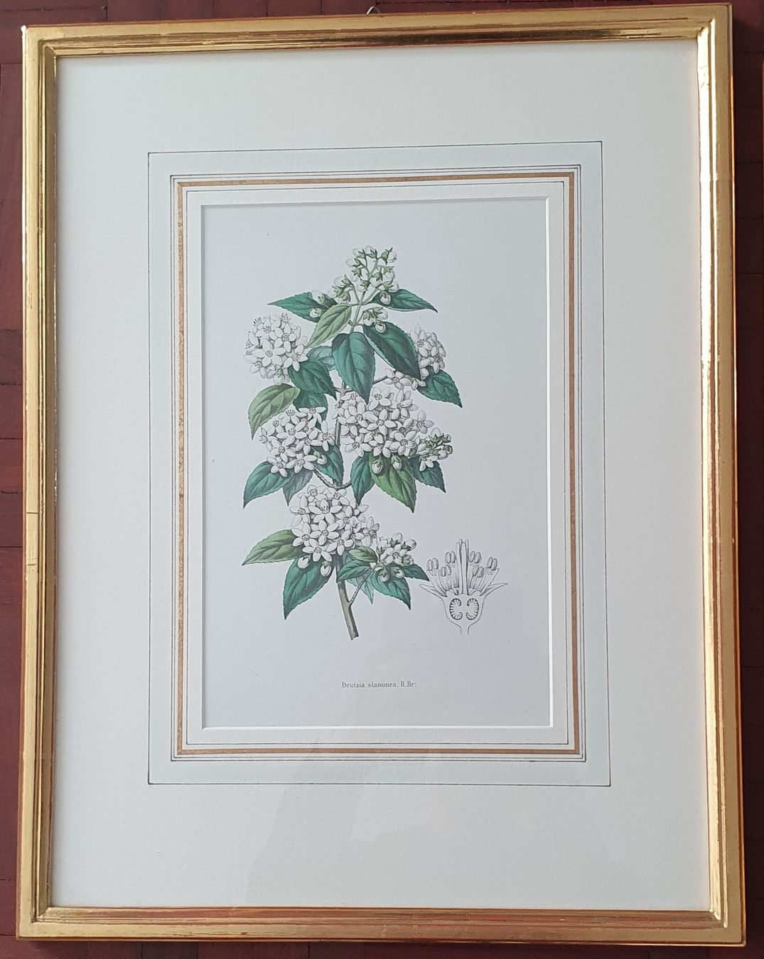Grafiken & Lithographien: 3 Botanik Bilder - Lithographie,  im Goldrahmen – Gebraucht aus Kreuzlingen von Rschweiz1 1