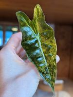 Alocasia Sanderiana Bull Aurea Variegata